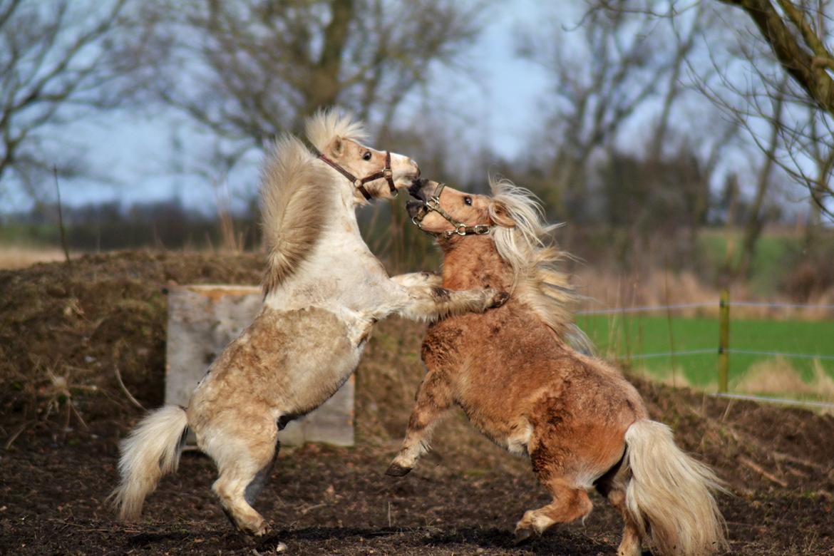 Amerikansk Miniature Birchwood UK Remarkable Ranger - Stride bananer billede 8