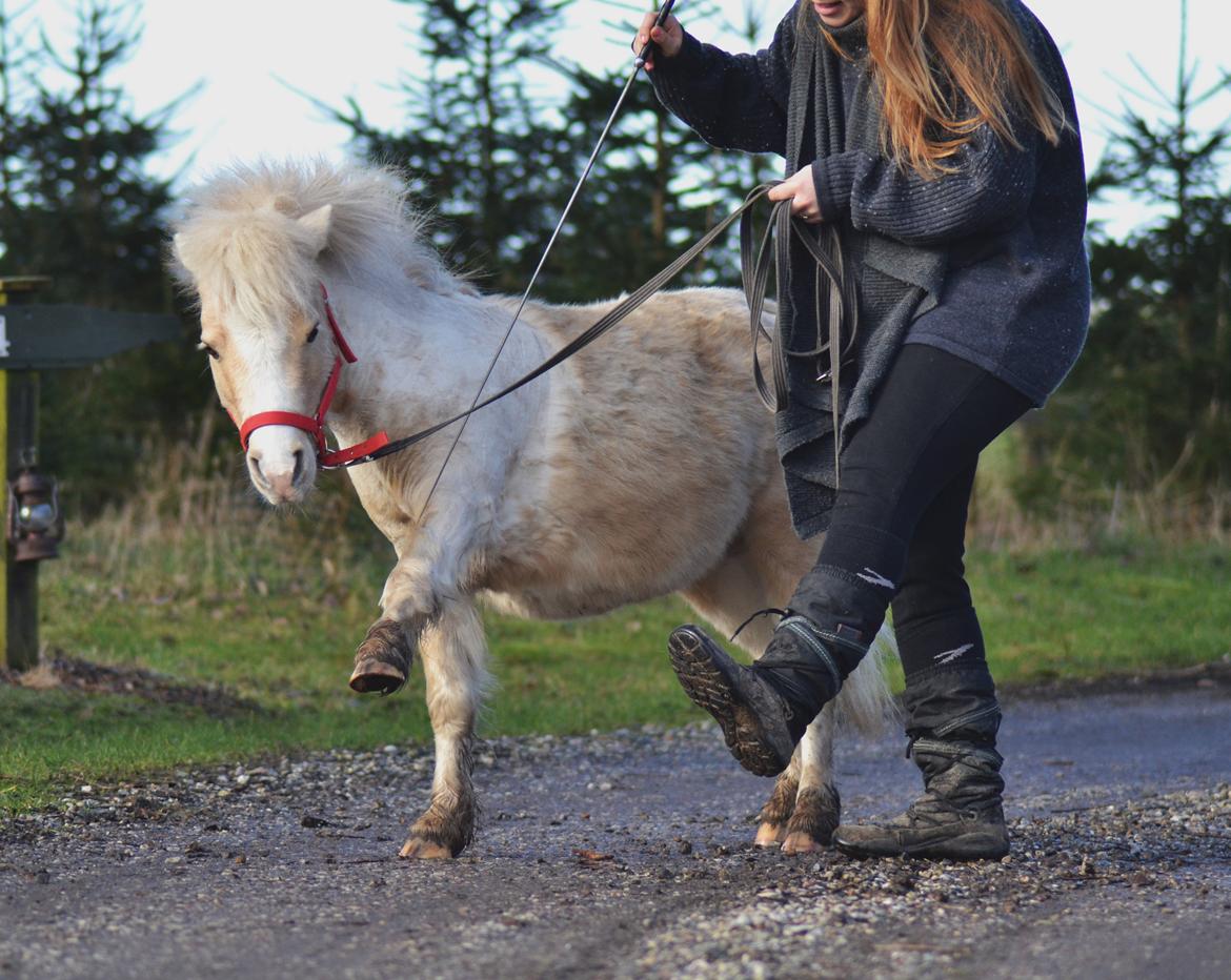 Amerikansk Miniature Birchwood UK Remarkable Ranger billede 9