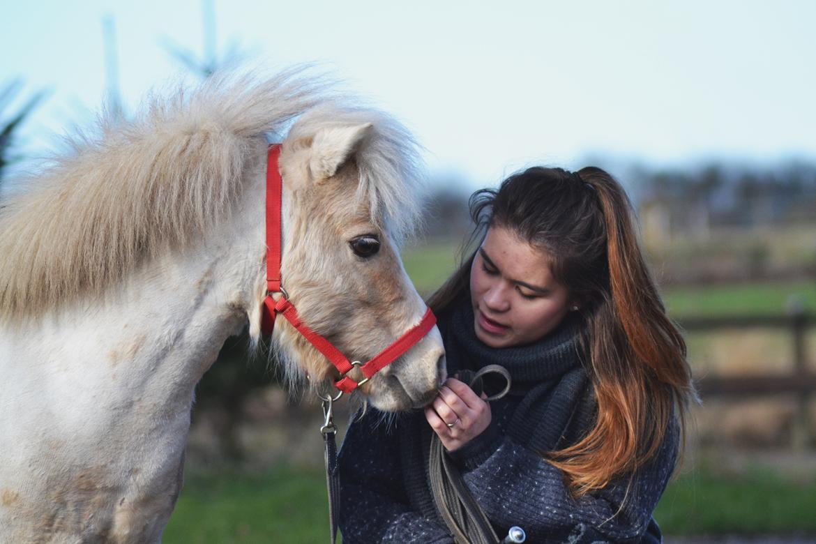 Amerikansk Miniature Birchwood UK Remarkable Ranger - 16/2-16 - Sometimes you have to smile when new faces come into your life and change the whole situation. I love my little partner in crime <3 billede 16