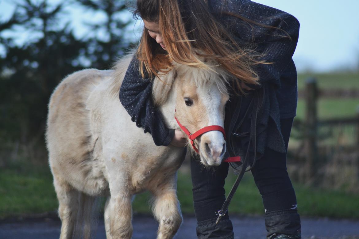 Amerikansk Miniature Birchwood UK Remarkable Ranger - SÅÅ meget kærlighed til min brogede ven <3 billede 13
