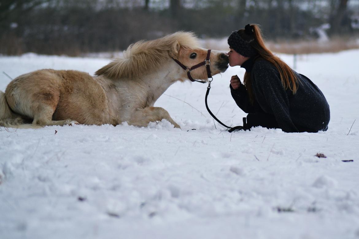 Amerikansk Miniature Birchwood UK Remarkable Ranger - WinterWonderland med denne lille gut <3 billede 10