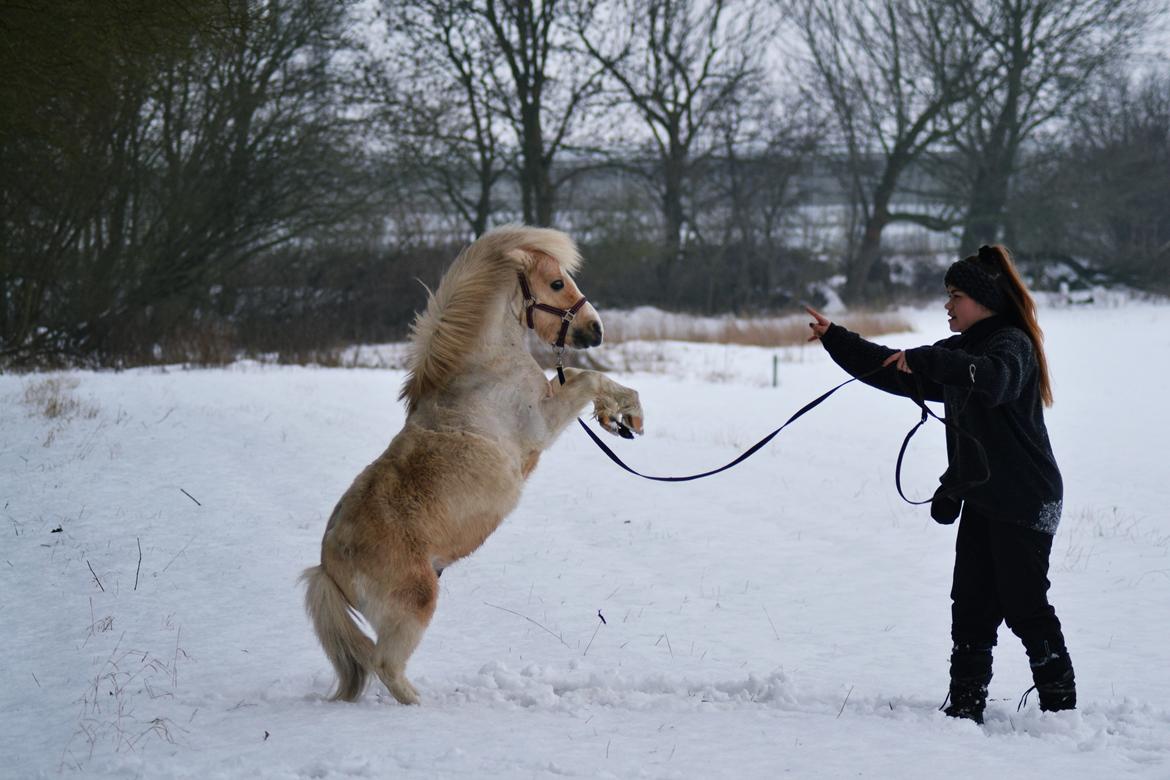 Amerikansk Miniature Birchwood UK Remarkable Ranger - Den mægtigste <3 billede 7