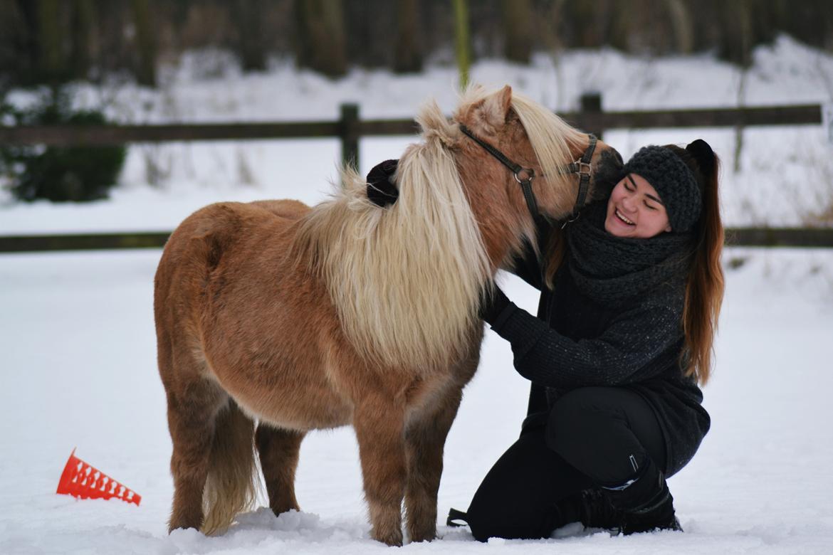 Shetlænder Stjernens Mini-Lion - My one and only <3 billede 10