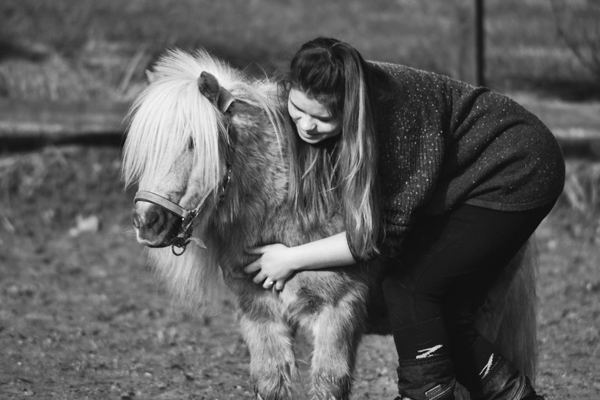 Shetlænder Stjernens Mini-Lion - Ååårh <3 billede 2