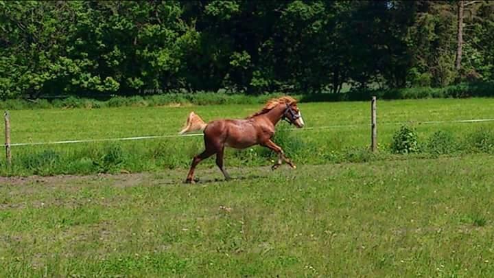 Welsh Partbred (Sec F) Stald Amour´s Commodore billede 23