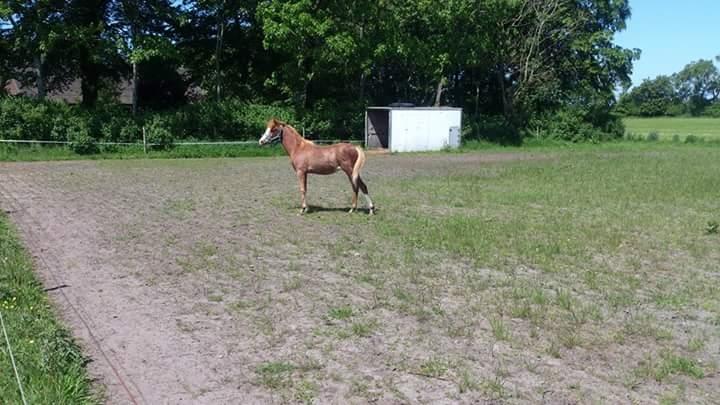 Welsh Partbred (Sec F) Stald Amour´s Commodore billede 24