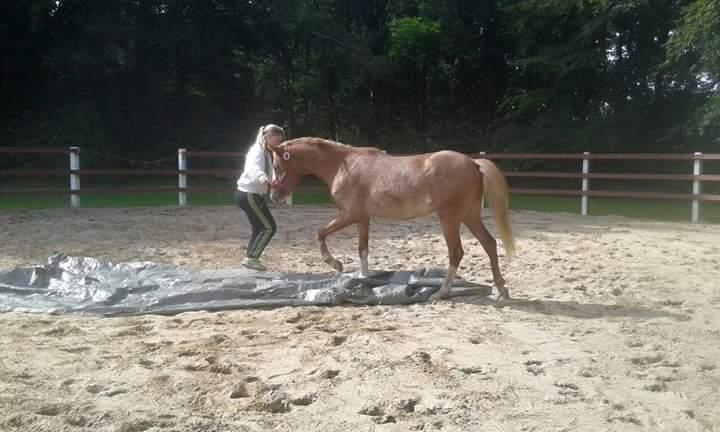 Welsh Partbred (Sec F) Stald Amour´s Commodore billede 26