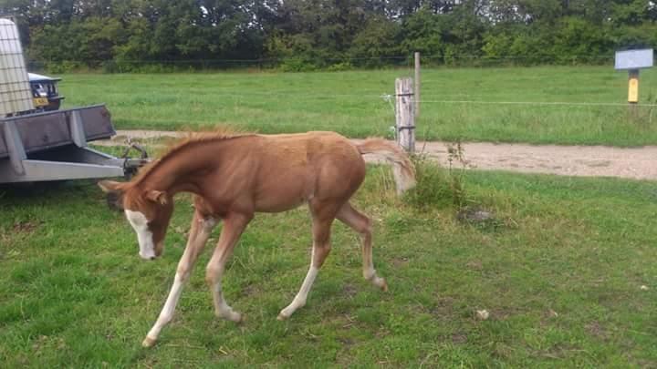Welsh Partbred (Sec F) Stald Amour´s Commodore billede 18