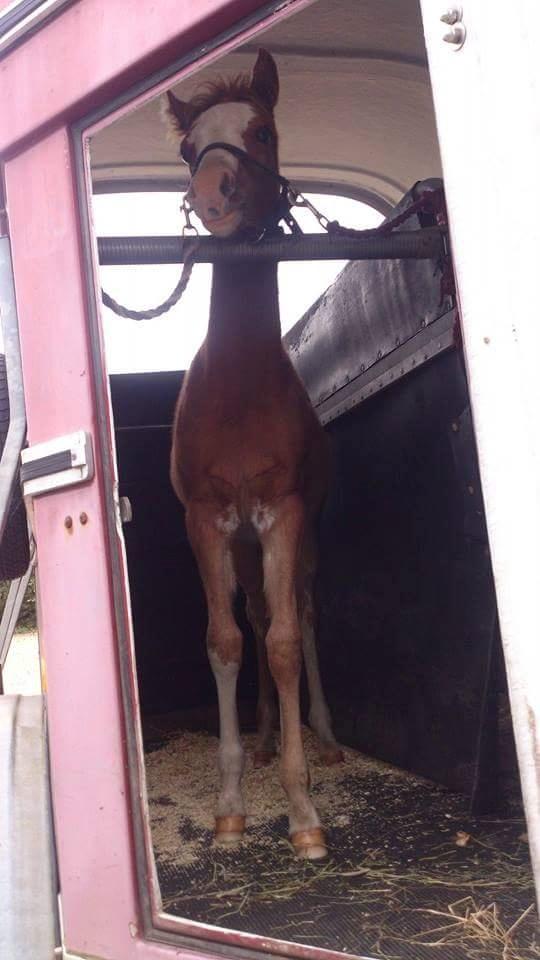 Welsh Partbred (Sec F) Stald Amour´s Commodore billede 20