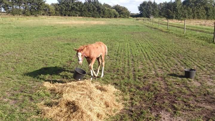 Welsh Partbred (Sec F) Stald Amour´s Commodore billede 21