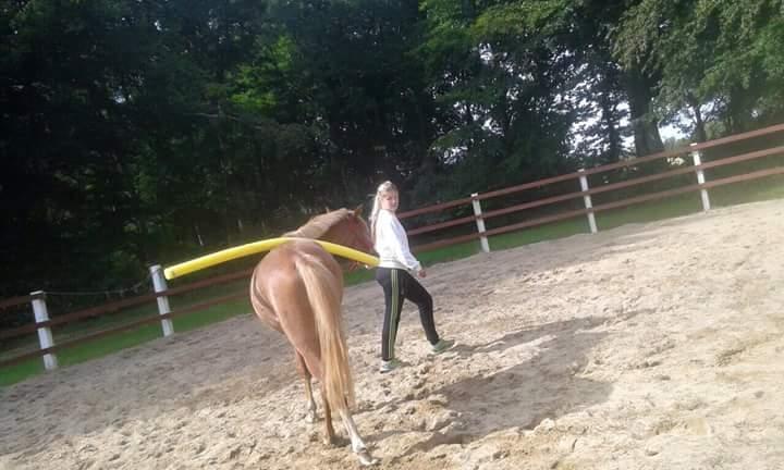 Welsh Partbred (Sec F) Stald Amour´s Commodore billede 25