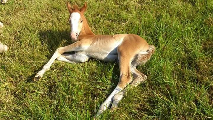 Welsh Partbred (Sec F) Stald Amour´s Commodore billede 17