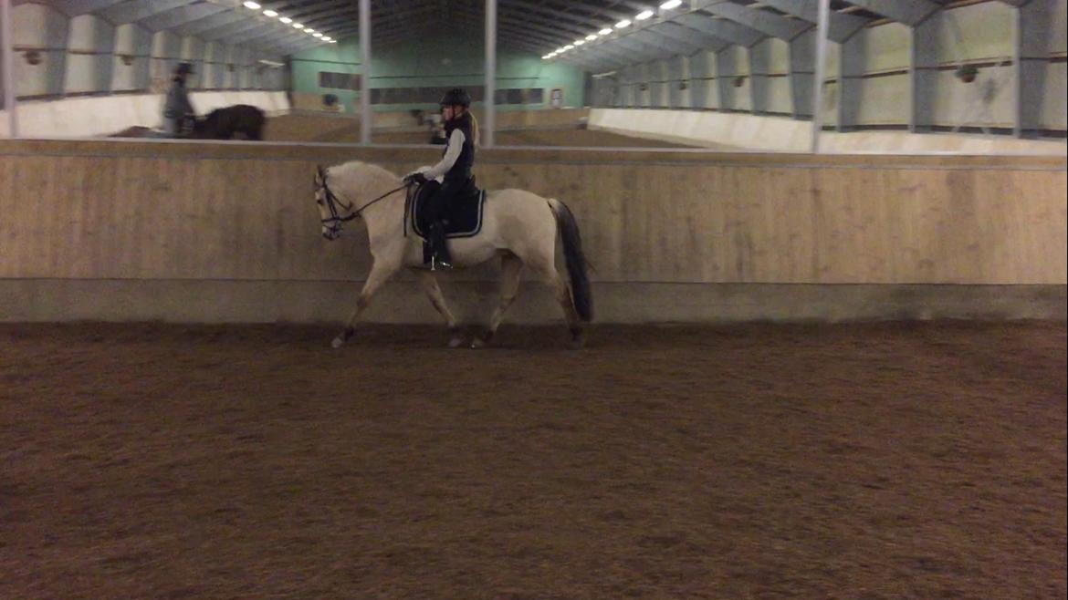 Anden særlig race Felix billede 18