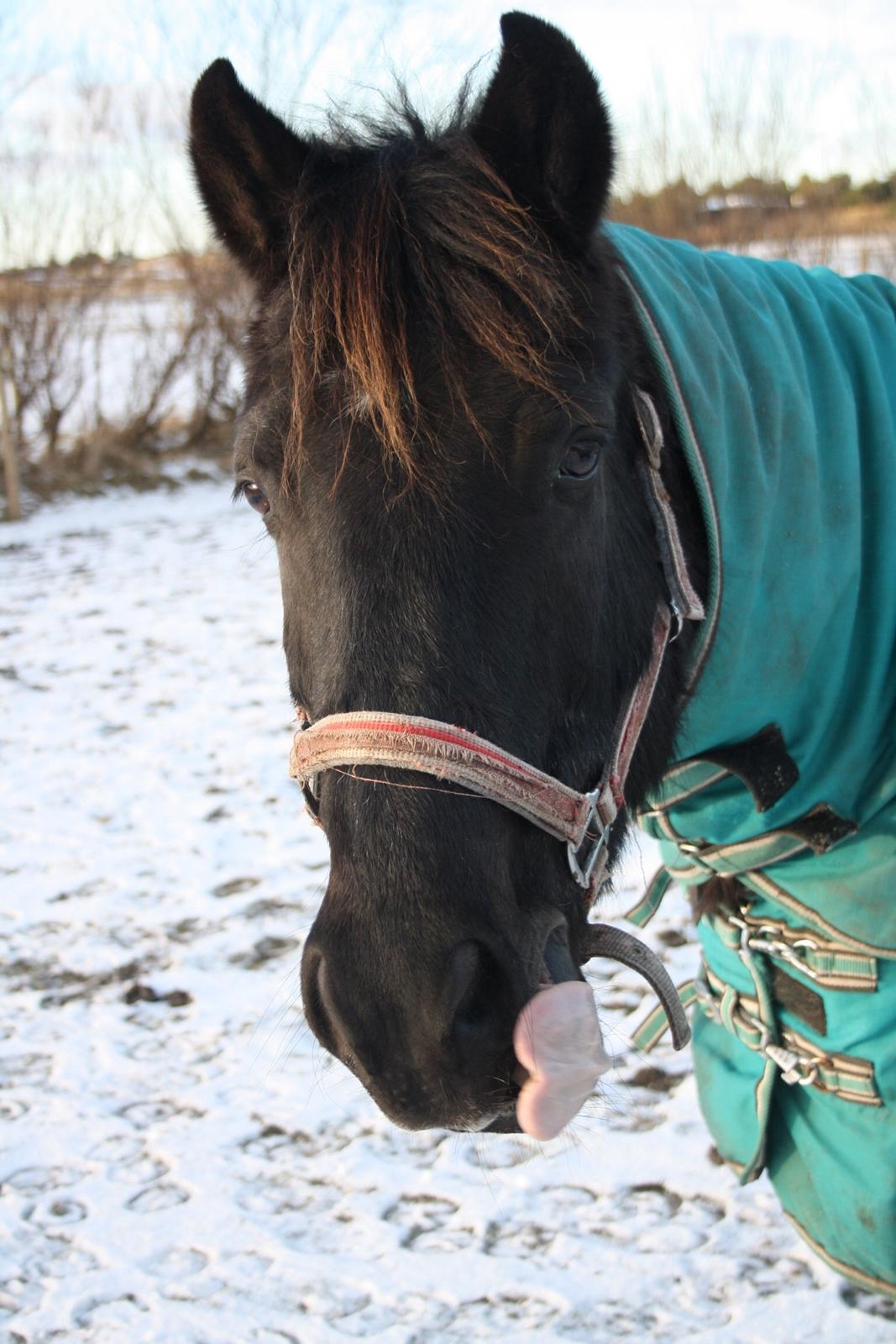 New Forest Hamborgs Amistar billede 10