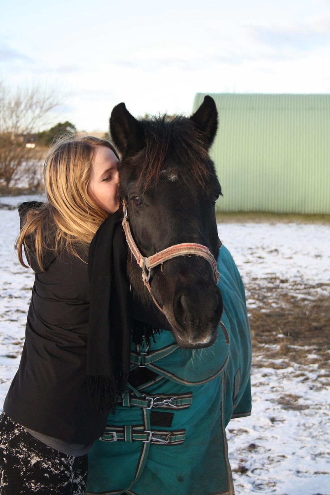 New Forest Hamborgs Amistar billede 9