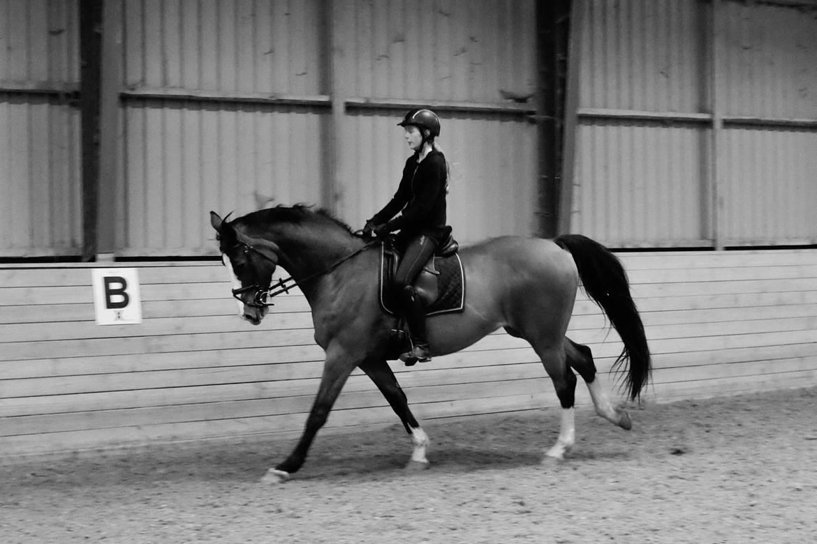 Dansk Varmblod Karisma Kildemark billede 4