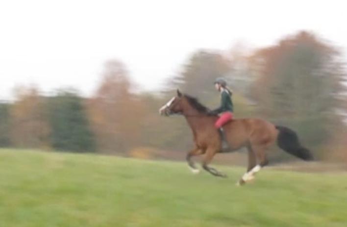 Dansk Varmblod Karisma Kildemark billede 15