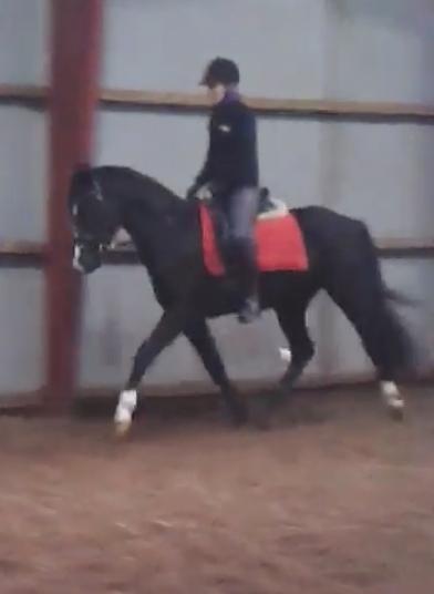 Dansk Varmblod Mosegårdens Derello "Frost" <3 billede 11