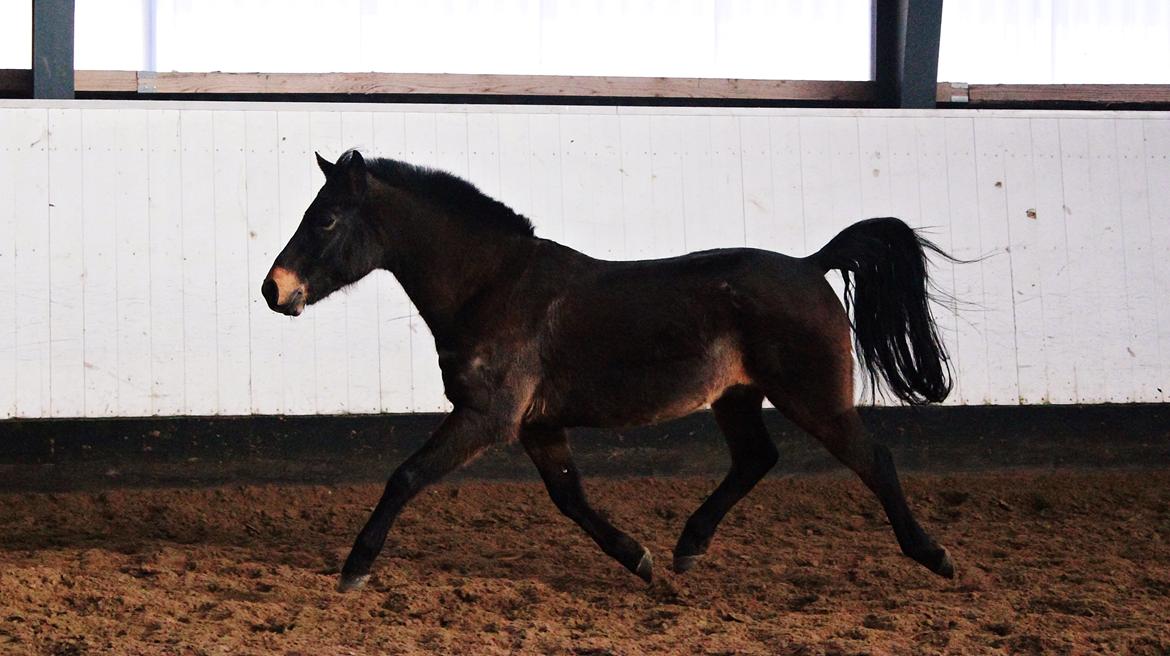 New Forest Skovens Micon  - Februar 2016 | Araber xD♥ billede 6