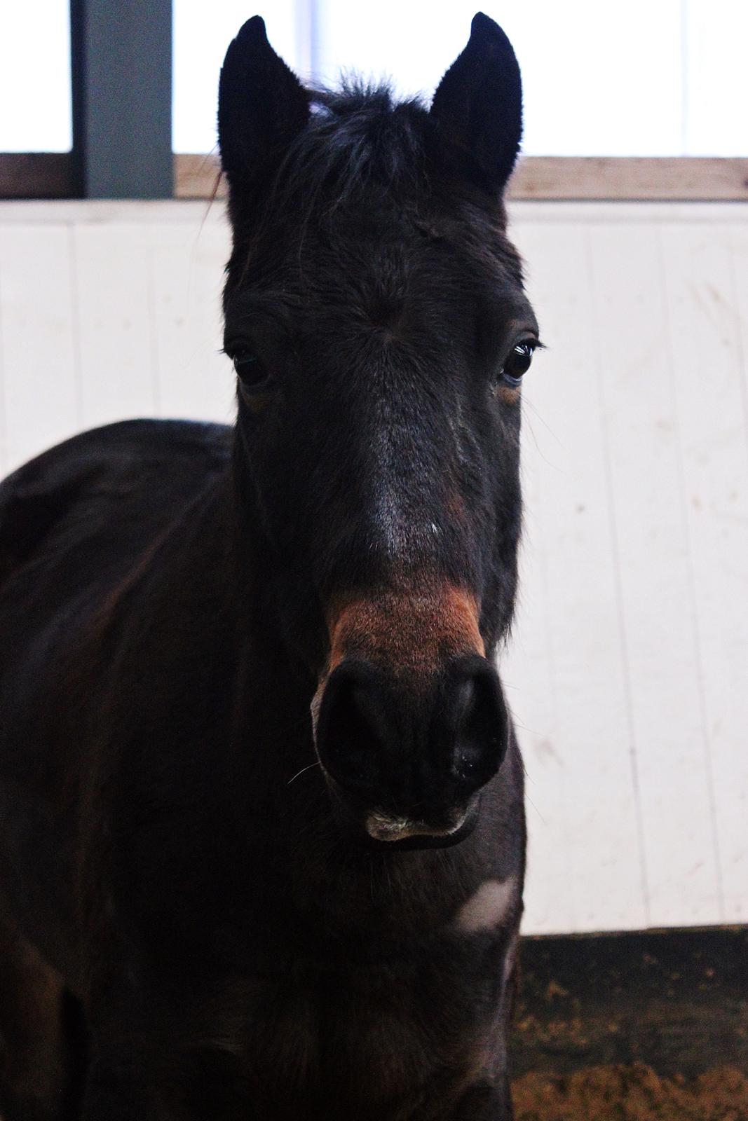 New Forest Skovens Micon  - Februar 2016 | Babyface :D ♥  billede 10