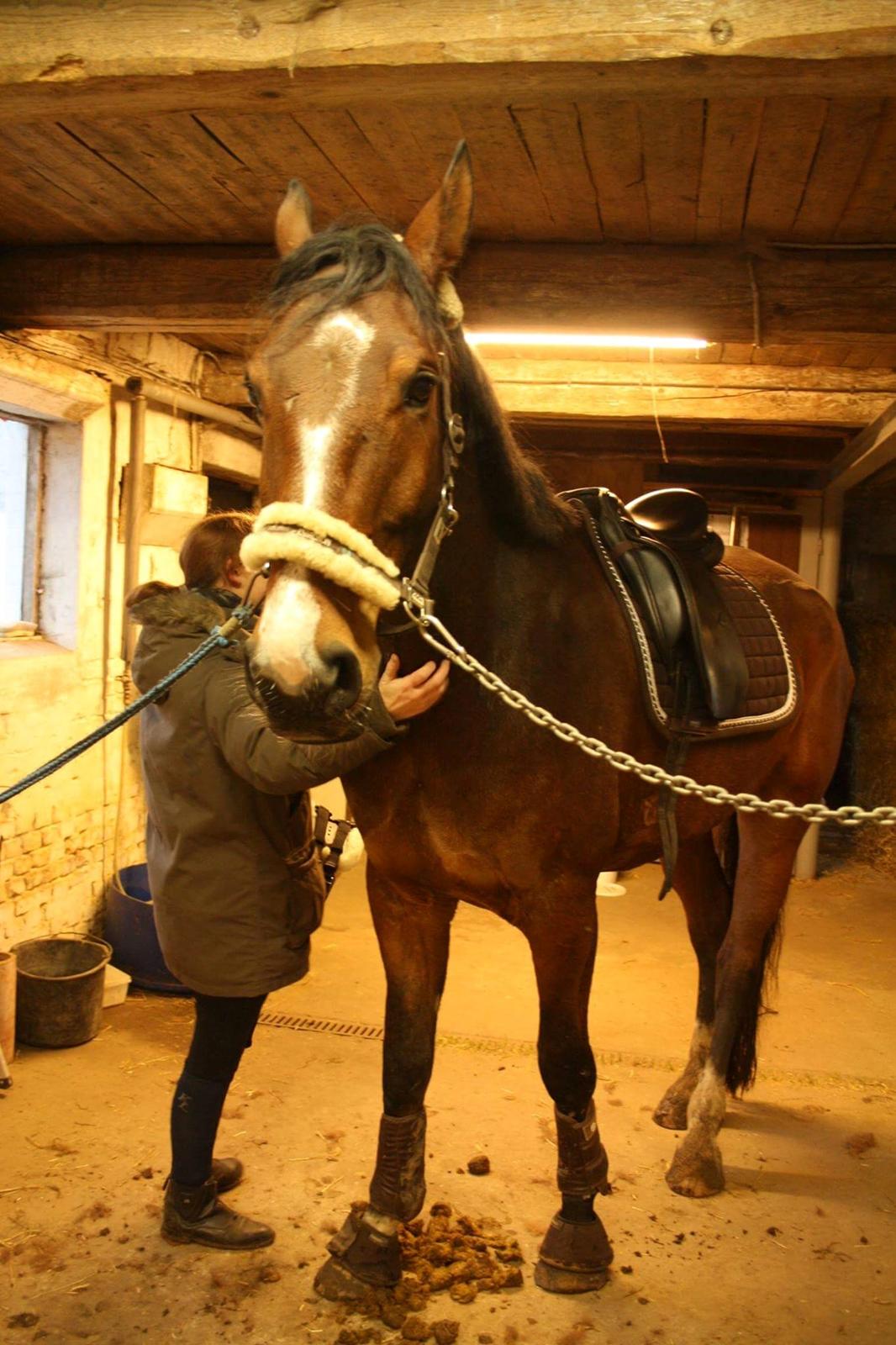 Dansk Varmblod Enghavegård's King Canute (sendt retur) billede 3