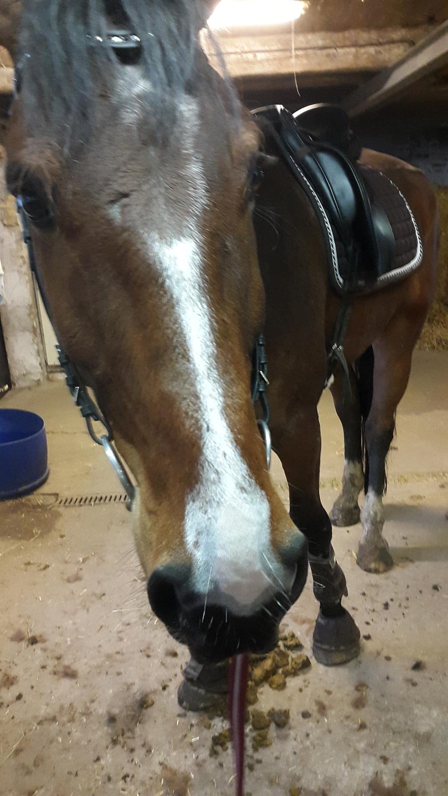 Dansk Varmblod Enghavegård's King Canute (sendt retur) billede 6