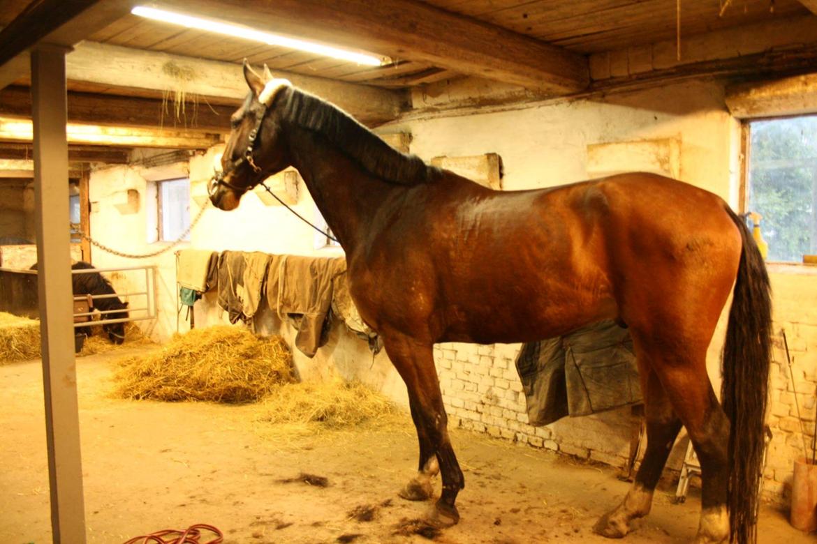 Dansk Varmblod Enghavegård's King Canute (sendt retur) billede 8