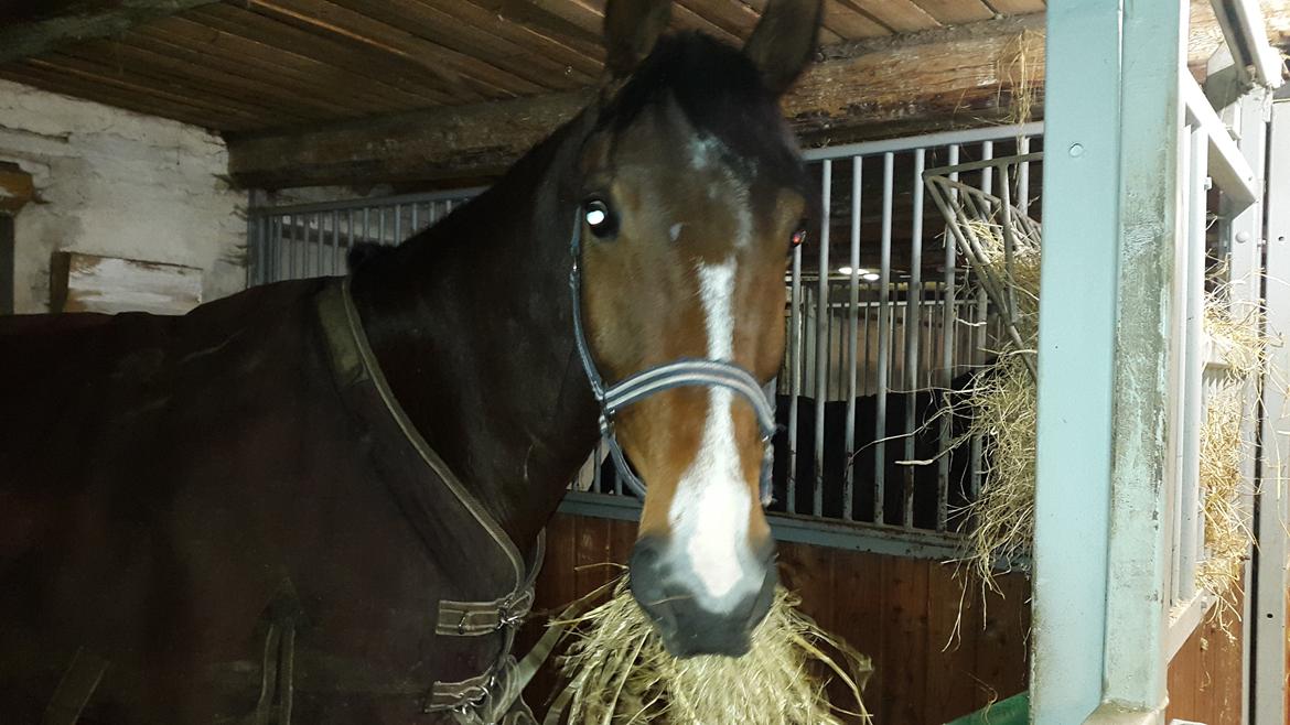 Dansk Varmblod Enghavegård's King Canute (sendt retur) billede 9
