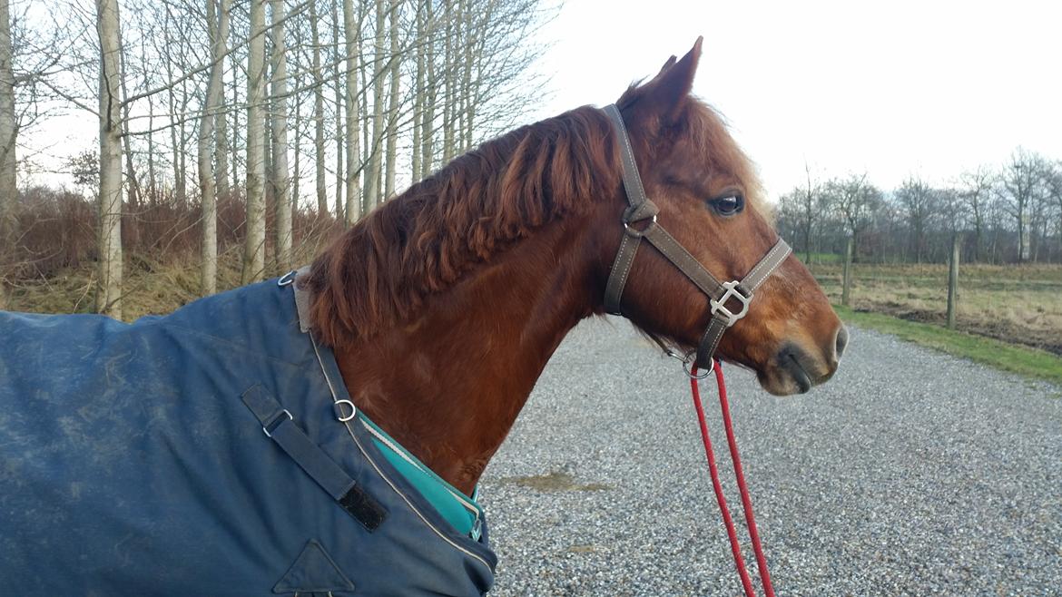 Anden særlig race Charlie By Fidelaty  billede 38