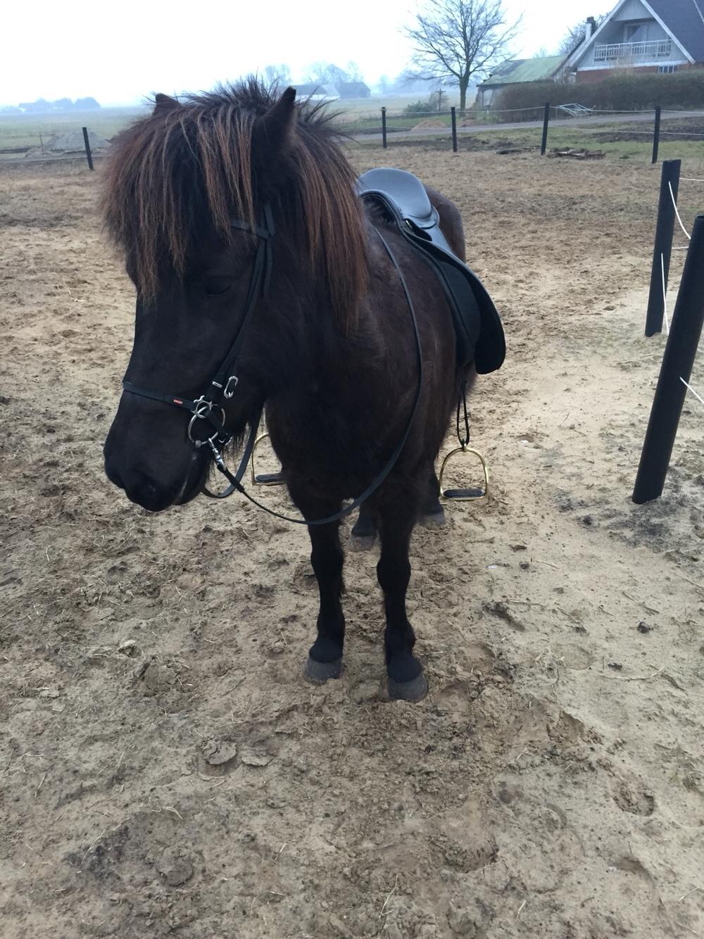 Islænder Vigdis fra Klitgaard. billede 2