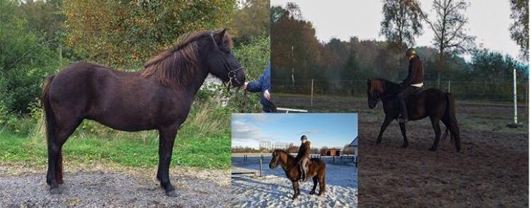 Islænder Vigdis fra Klitgaard. billede 4