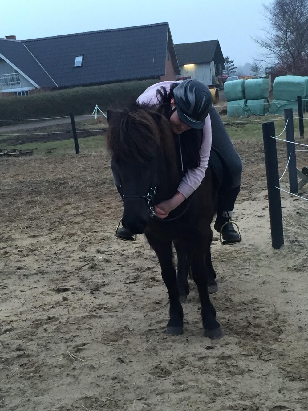 Islænder Vigdis fra Klitgaard. billede 3