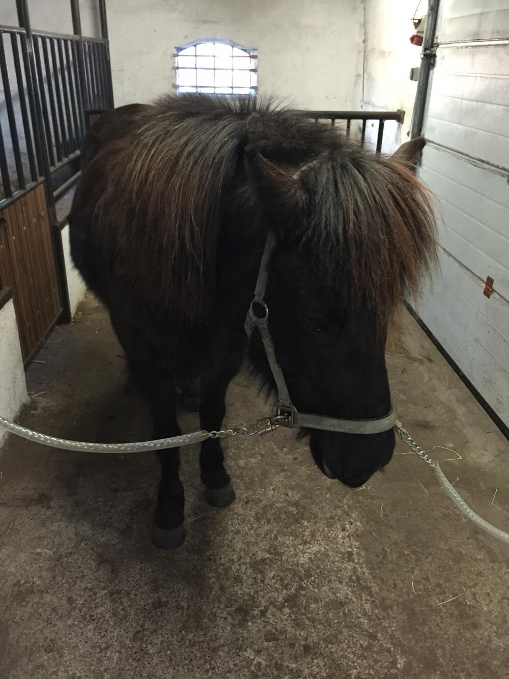 Islænder Vigdis fra Klitgaard. billede 5