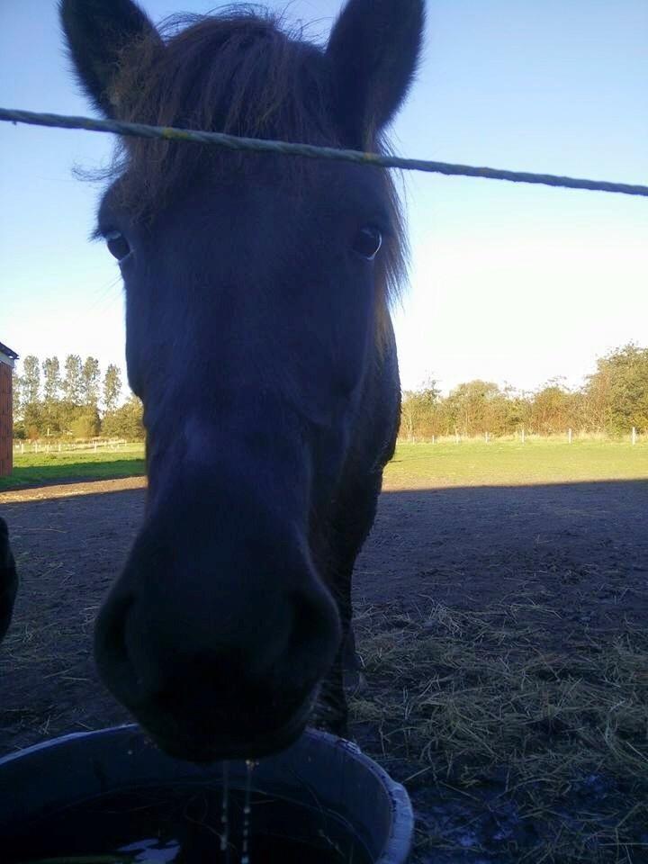 Islænder Vigdis fra Klitgaard. billede 7