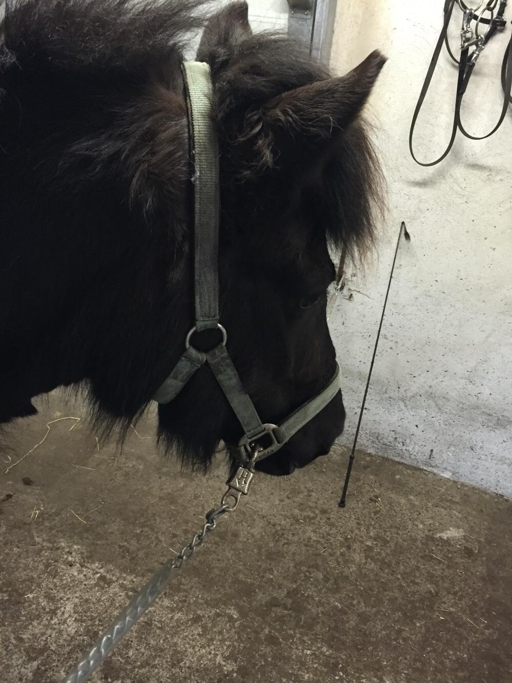 Islænder Vigdis fra Klitgaard. billede 6