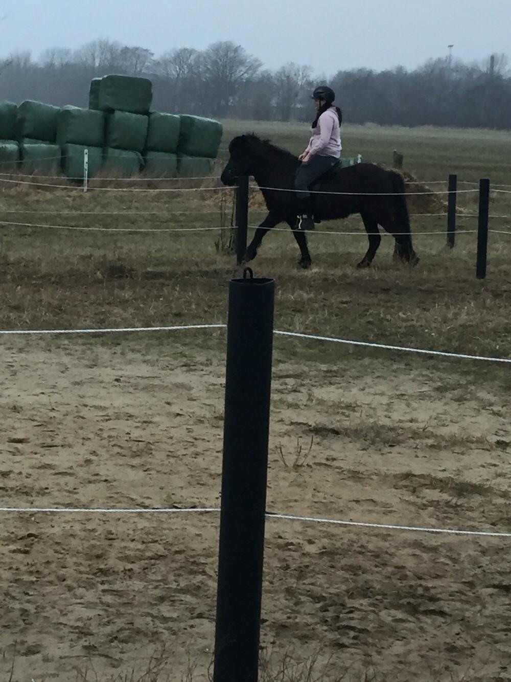 Islænder Vigdis fra Klitgaard. billede 8