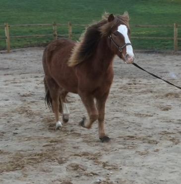 Aegidienberger Bertil billede 18