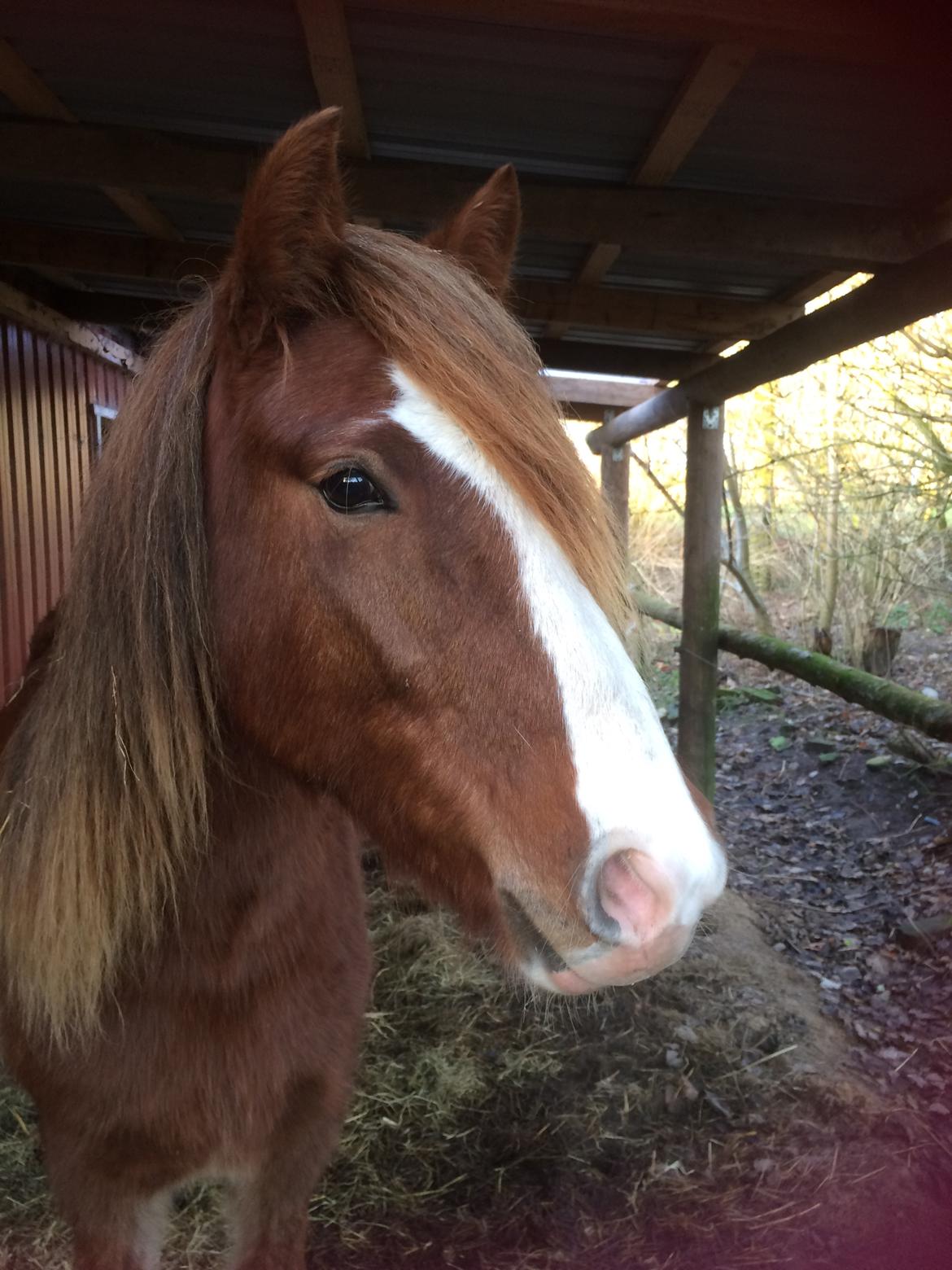 Aegidienberger Bertil billede 16