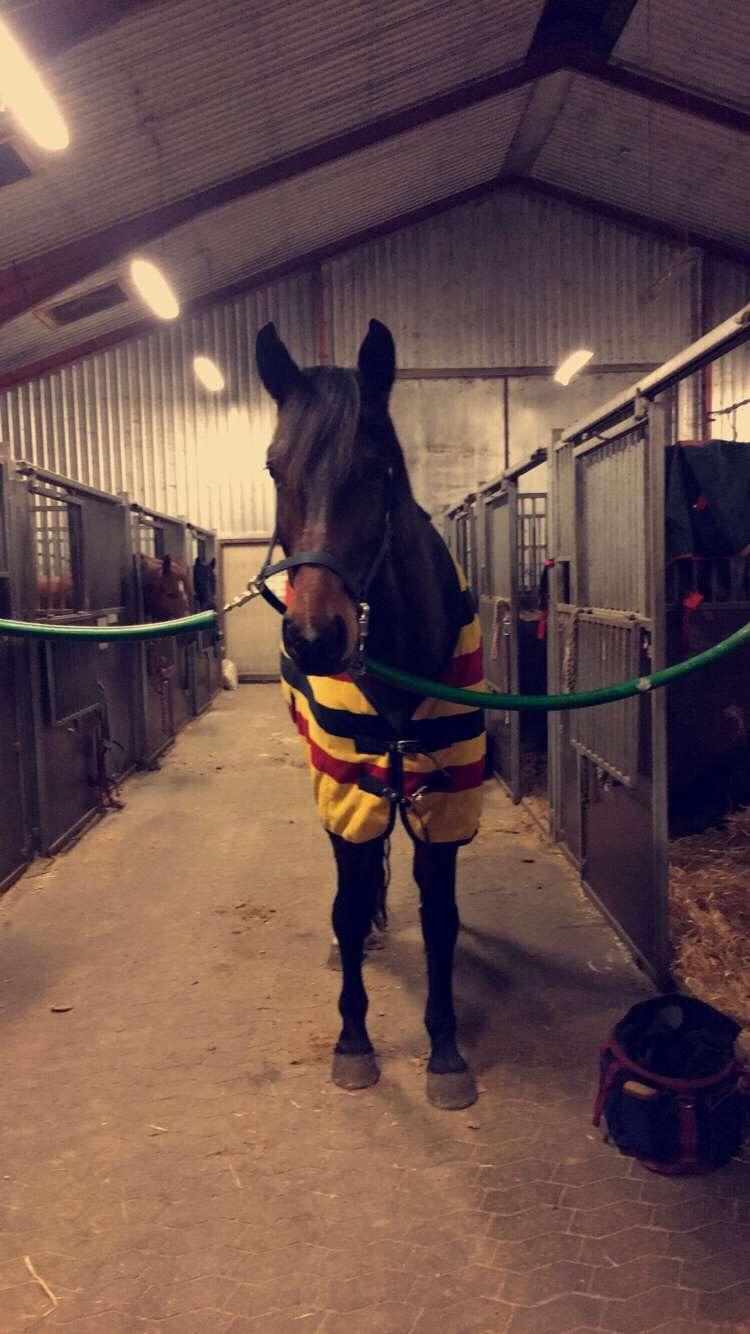 Dansk Varmblod Birkholm's ronja billede 2