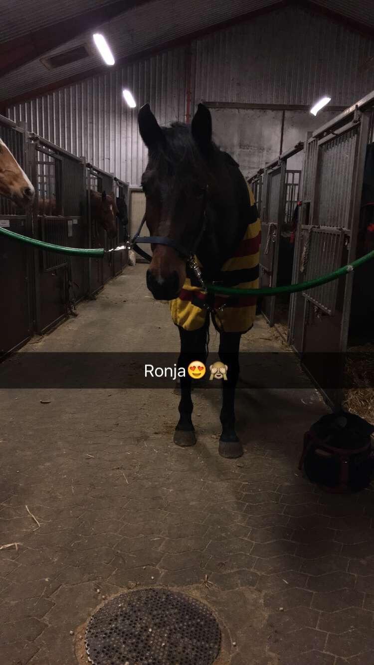 Dansk Varmblod Birkholm's ronja billede 1