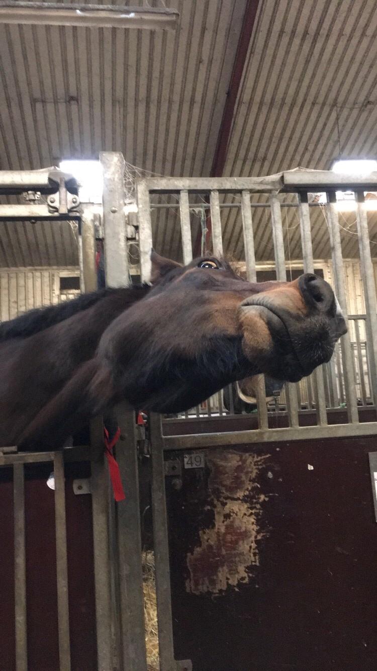 Dansk Varmblod Birkholm's ronja billede 3