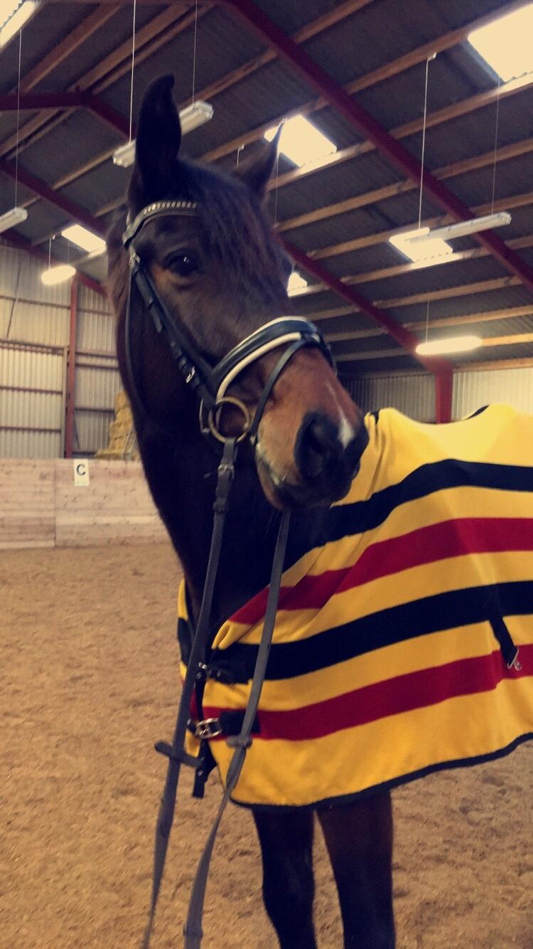 Dansk Varmblod Birkholm's ronja billede 4