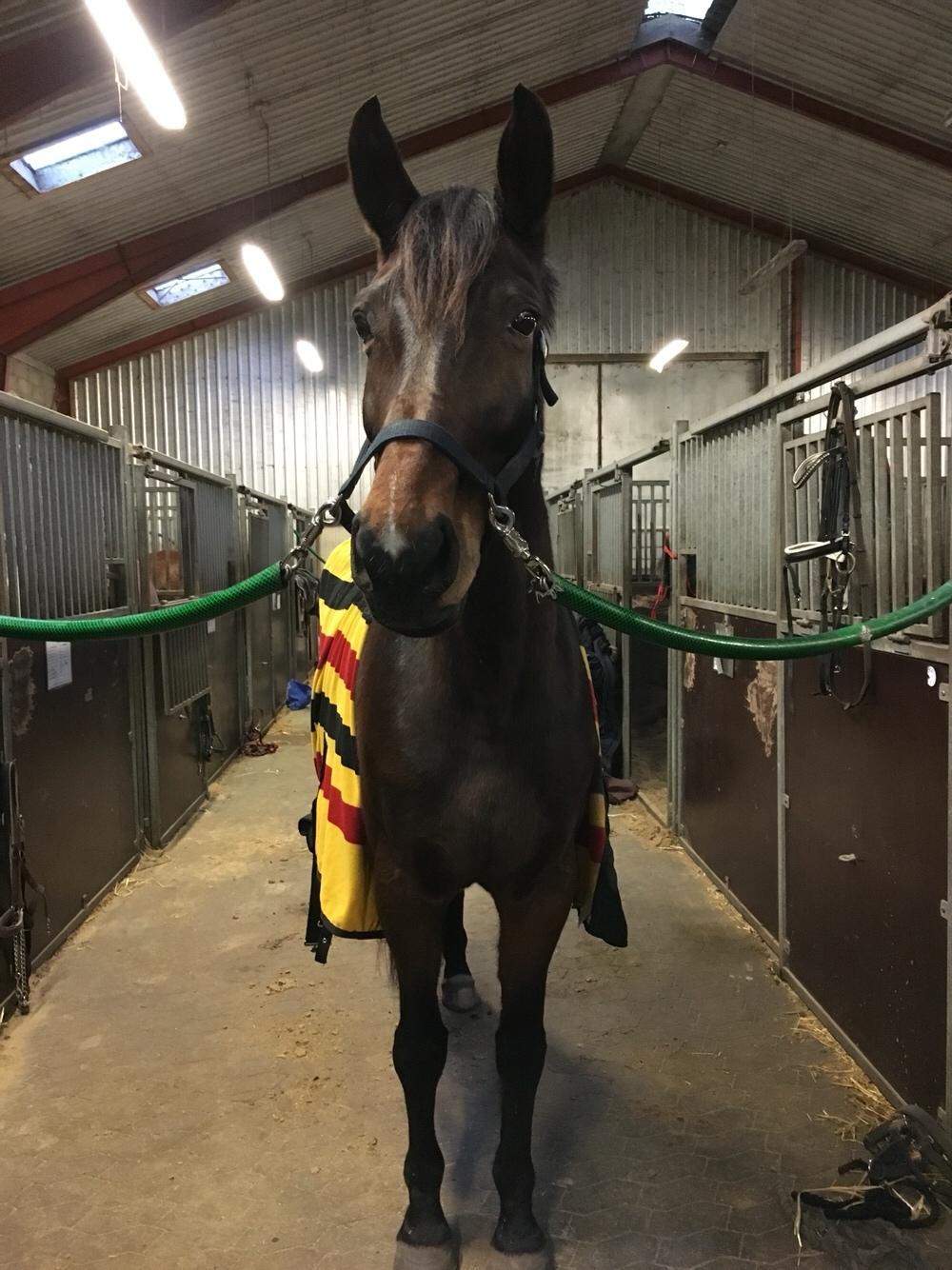 Dansk Varmblod Birkholm's ronja billede 5