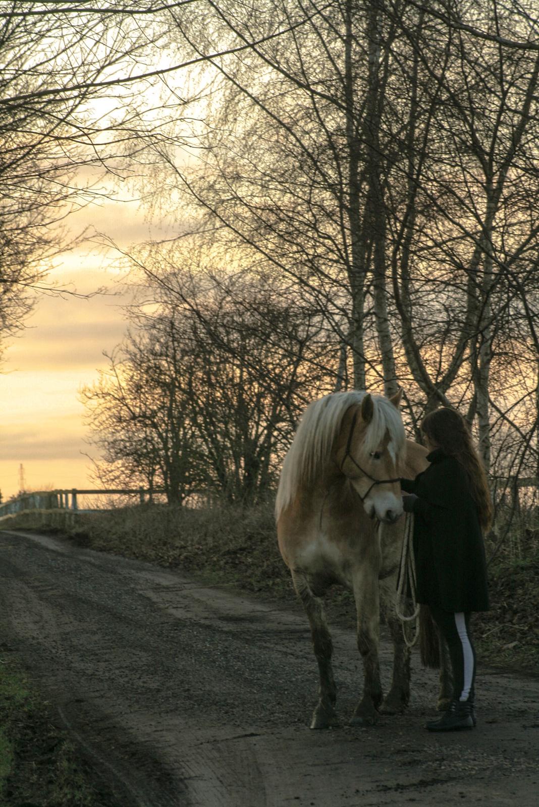 Tyroler Haflinger Waikato billede 4