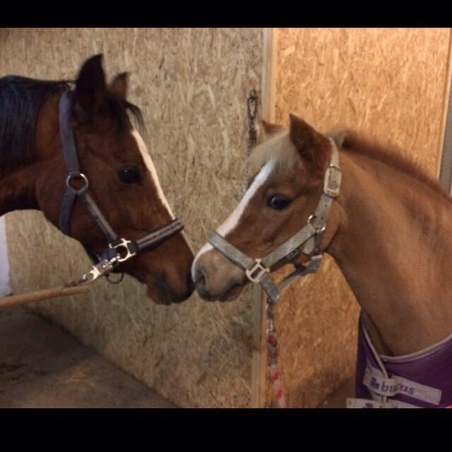 Welsh Mountain (sec A) Rudolf billede 12