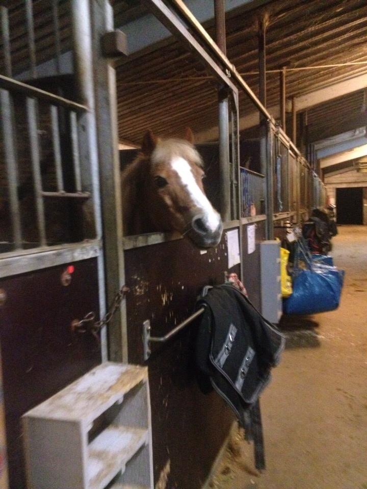 Welsh Mountain (sec A) Rudolf billede 13