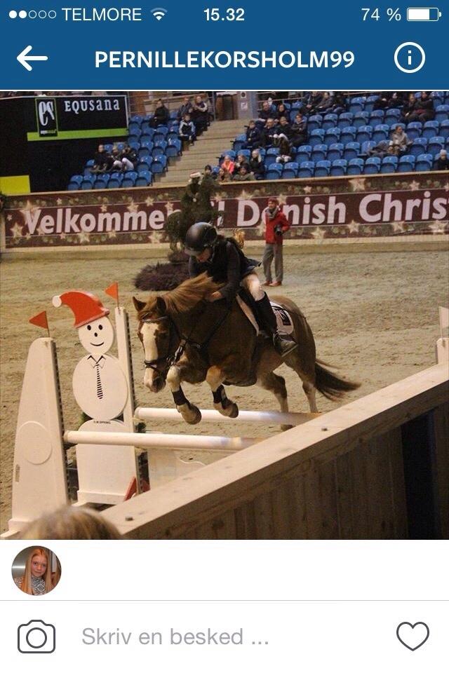 Anden særlig race Misty billede 17