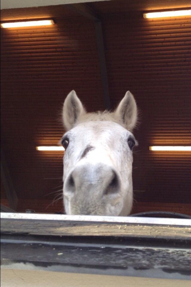 Connemara Moyspring billede 17