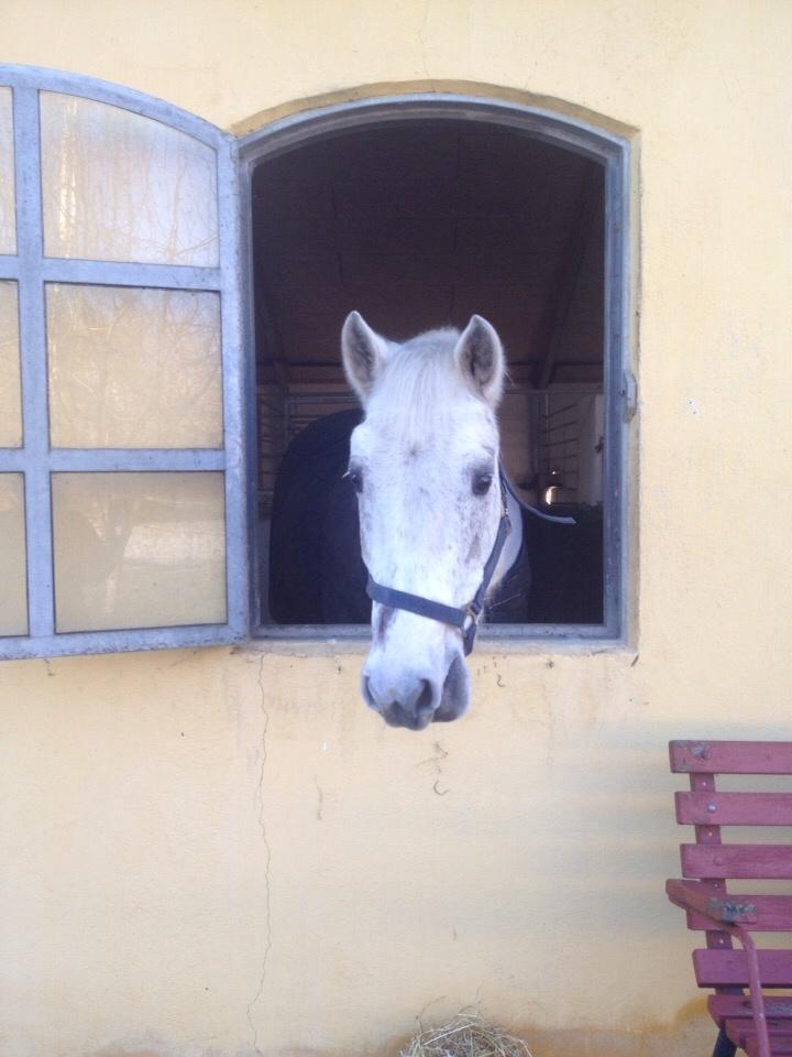 Connemara Moyspring billede 16