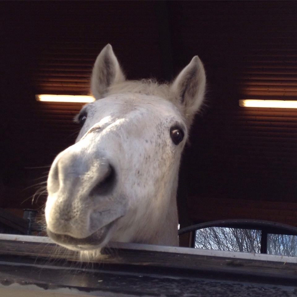 Connemara Moyspring billede 18